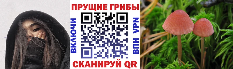 OMG ONION  наркота  Кондрово  Галлюциногенные грибы ЛСД 